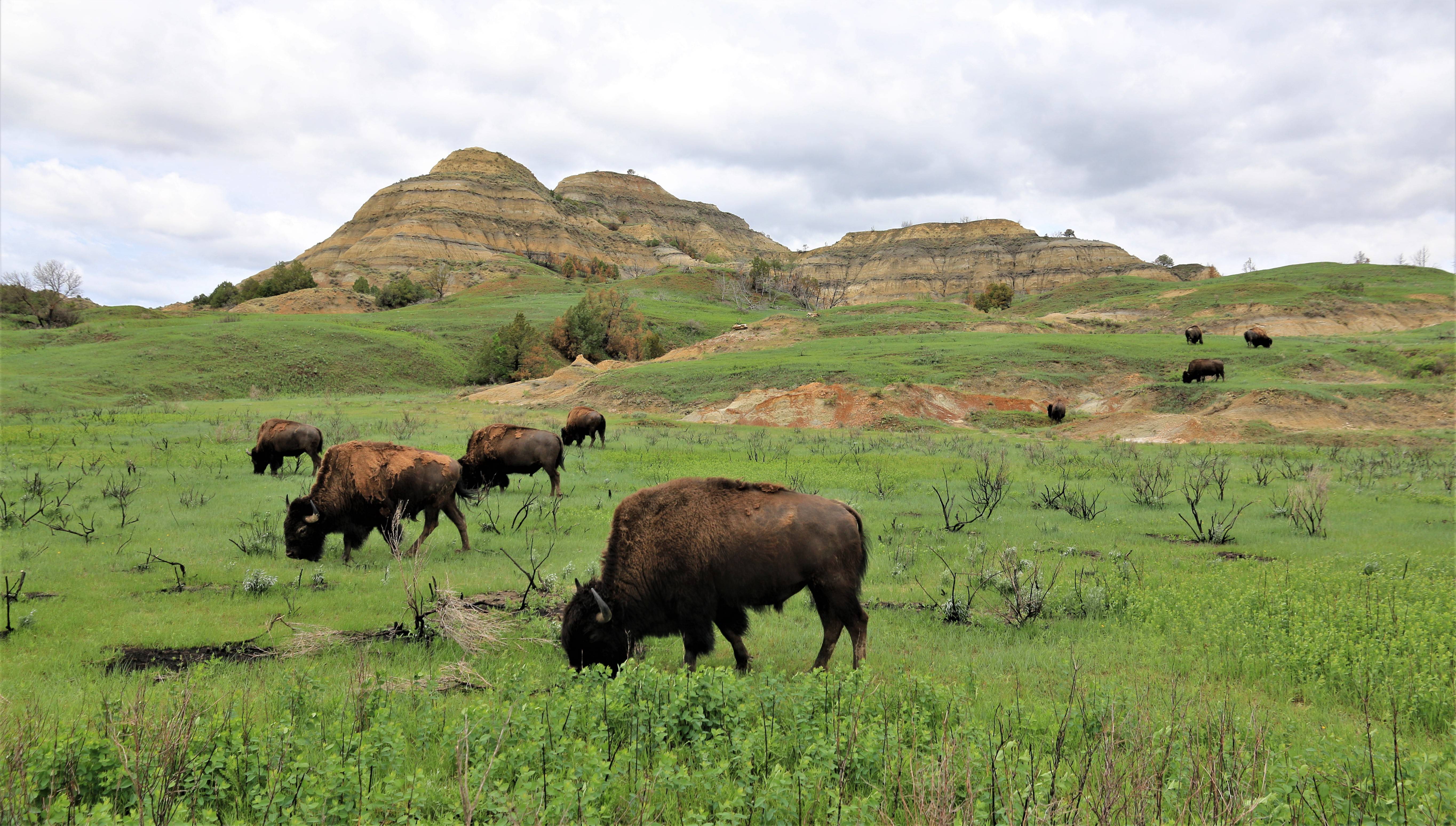 Theodore Roosevelt NP